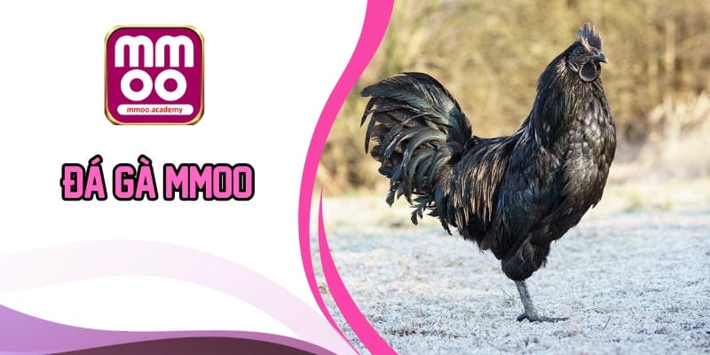 Đá Gà Mmoo