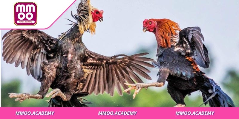 Gà nòi luôn được các hội viên săn đón tại đá gà mmoo